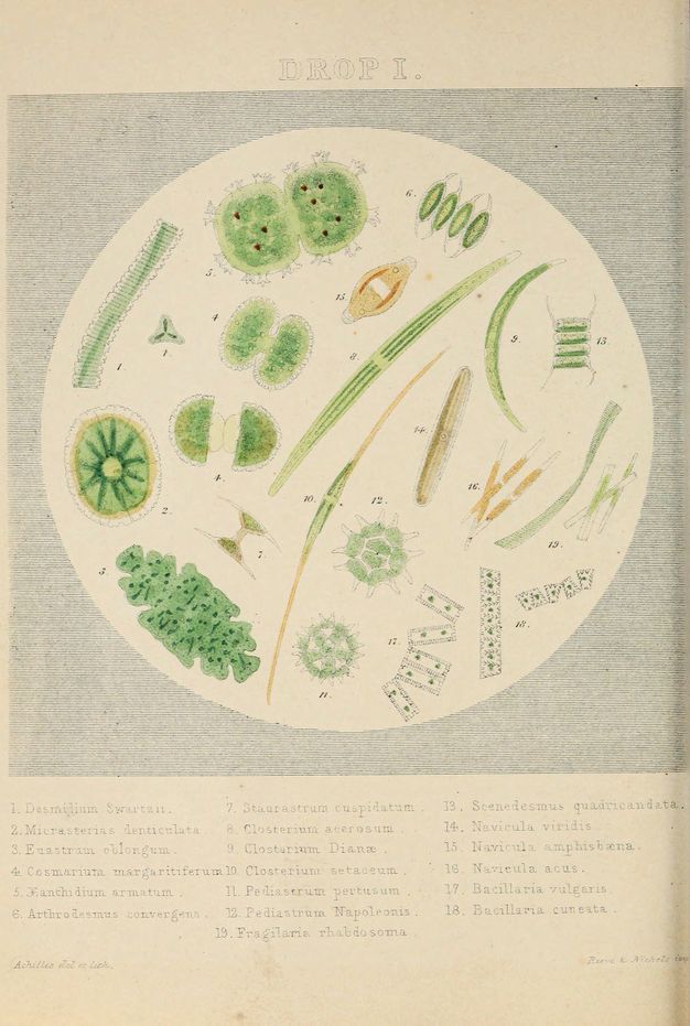 Illustration. Nineteen stick-like, circular, rectangular, spherical, or ovoid organisms are drawn and coloured mostly with spring green and numbered within a circular field. The area around the circle has closely spaced parallel lines. An index with their Latin names is below.